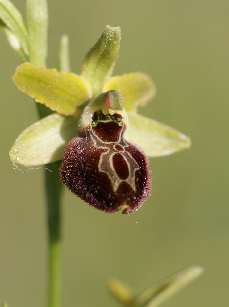 Ophrys sphegodes?